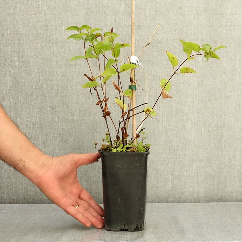 Example of Clématite - Clematis Saphyra Estrella Pot de 1,5L/2L as you get in ete