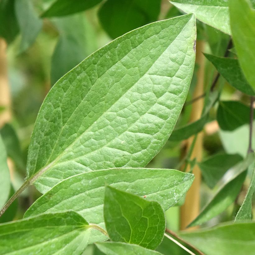 Clématite - Clematis Saphyra Indigo (Foliage)