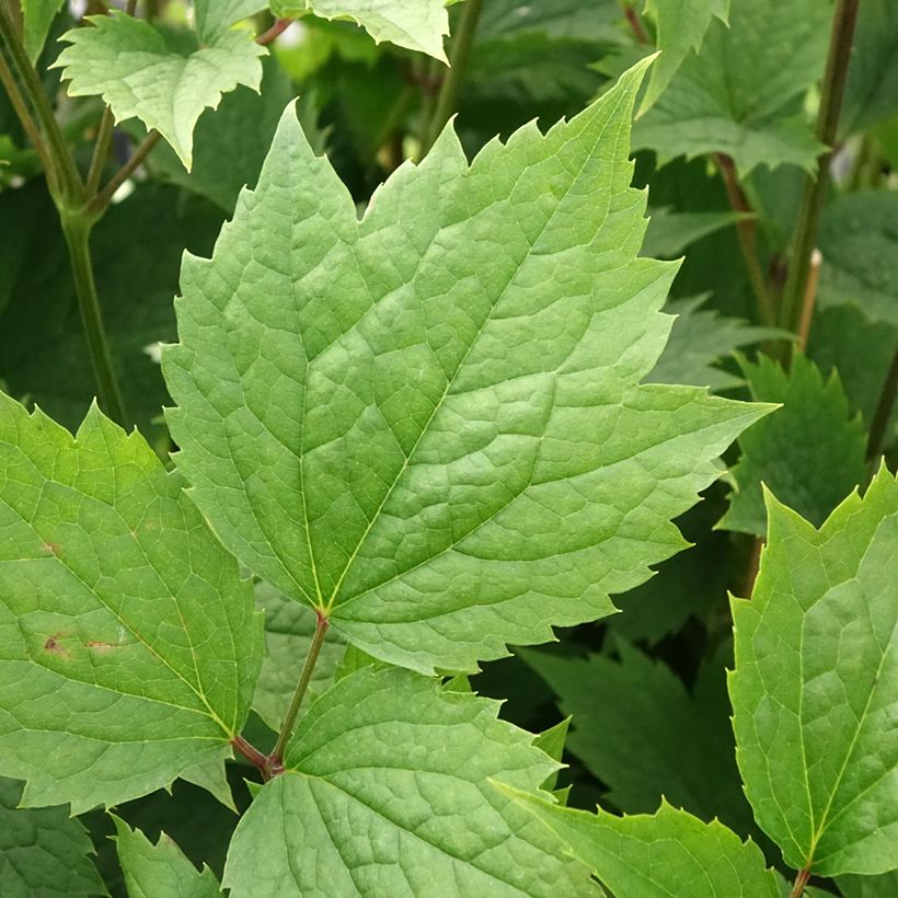 Clématite - Clematis stans (Foliage)