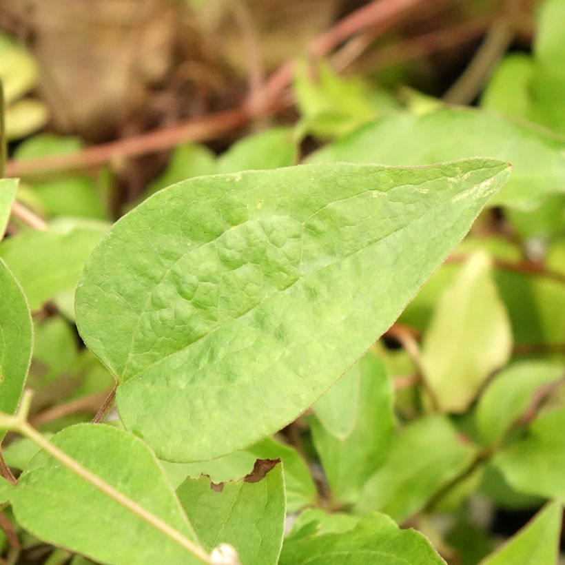 Clématite - Clematis Sunset (Foliage)