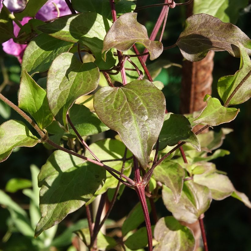 Clématite - Clematis Super Cute (Foliage)