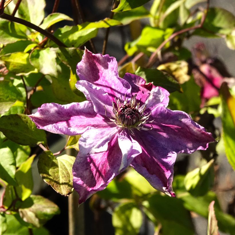 Clématite - Clematis Super Cute (Flowering)