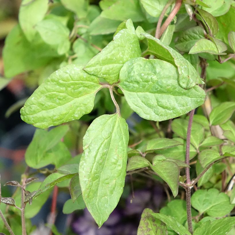 Clématite - Clematis Super Nova   (Foliage)