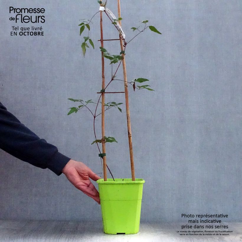 Example of Clématite - Clematis Taiga  Pot de 1,5L/2L as you get in automne