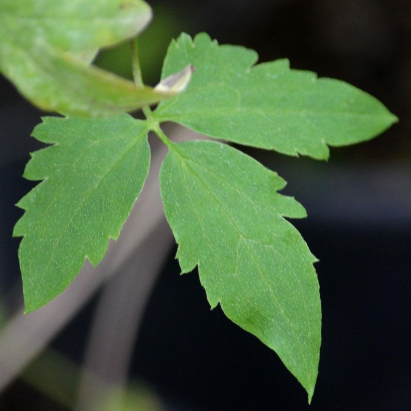 Clématite - Clematis tangutica Golden Harvest (Foliage)