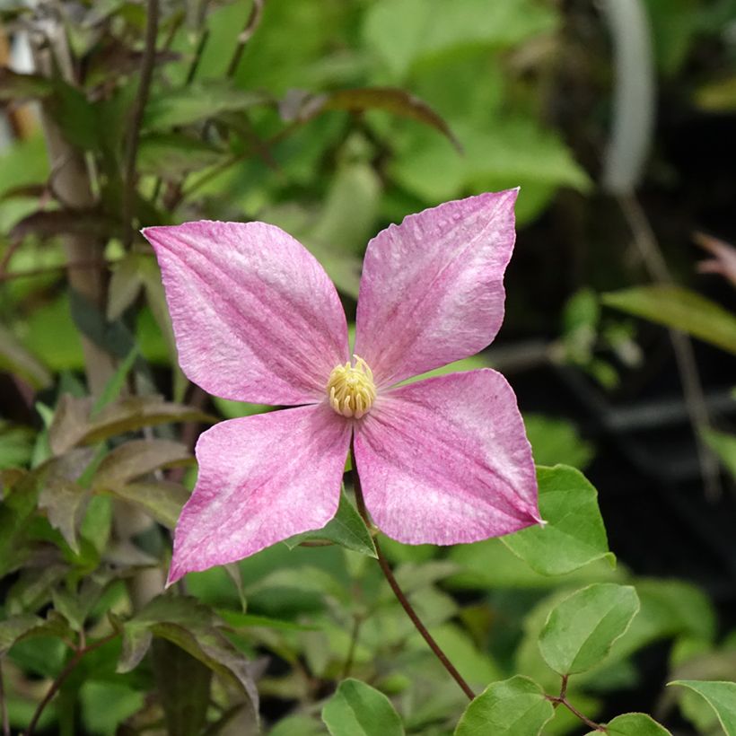 Clématite - Clematis Grace (Flowering)