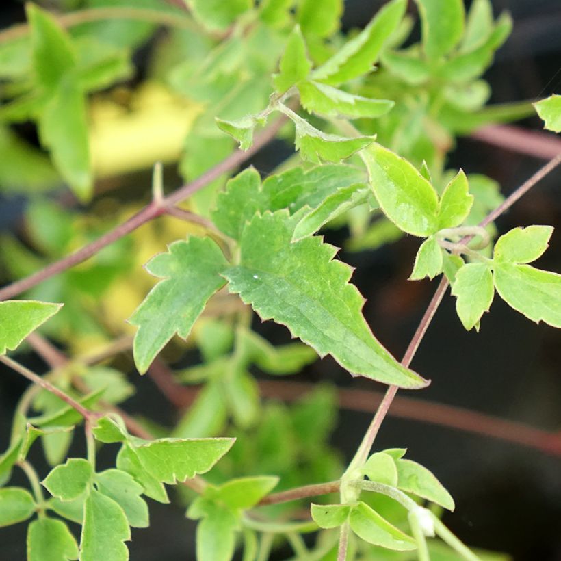 Clématite - Clematis tangutica Lambton Park (Foliage)