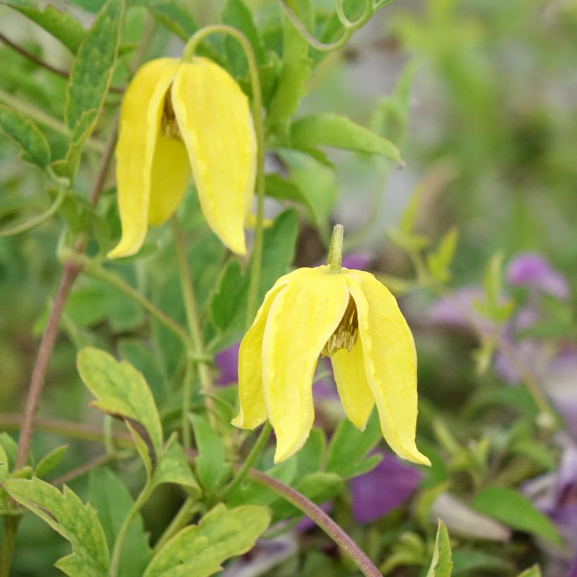 Clématite - Clematis tangutica Lambton Park (Flowering)