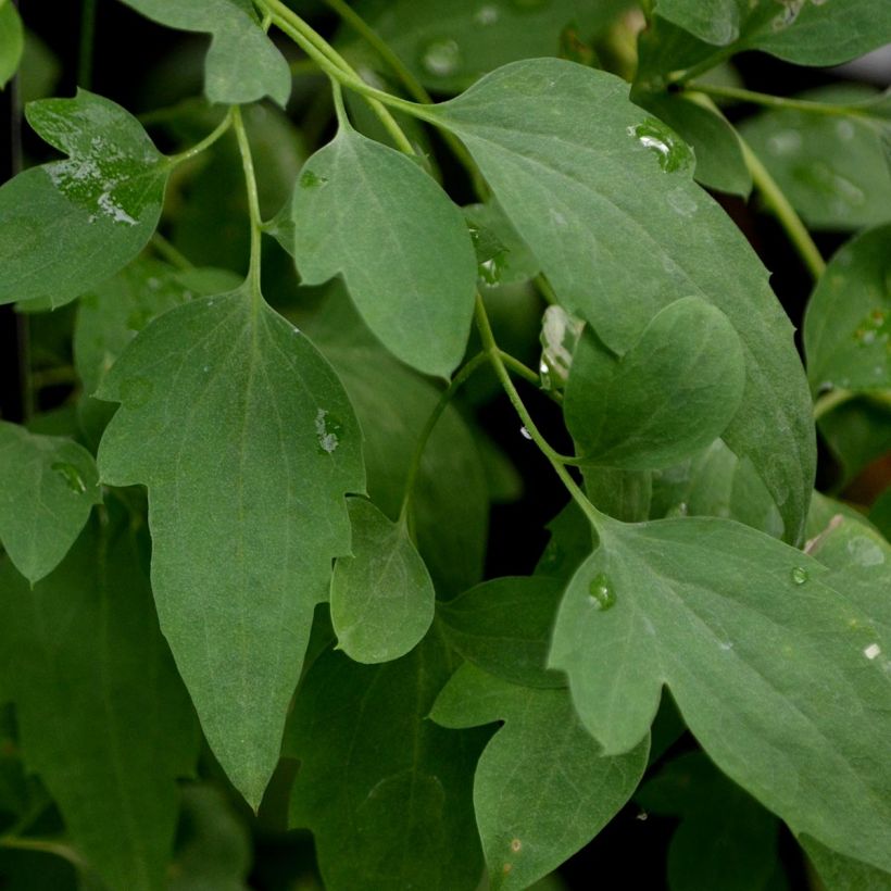 Clématite - Clematis tangutica Tibetan Mix (Foliage)