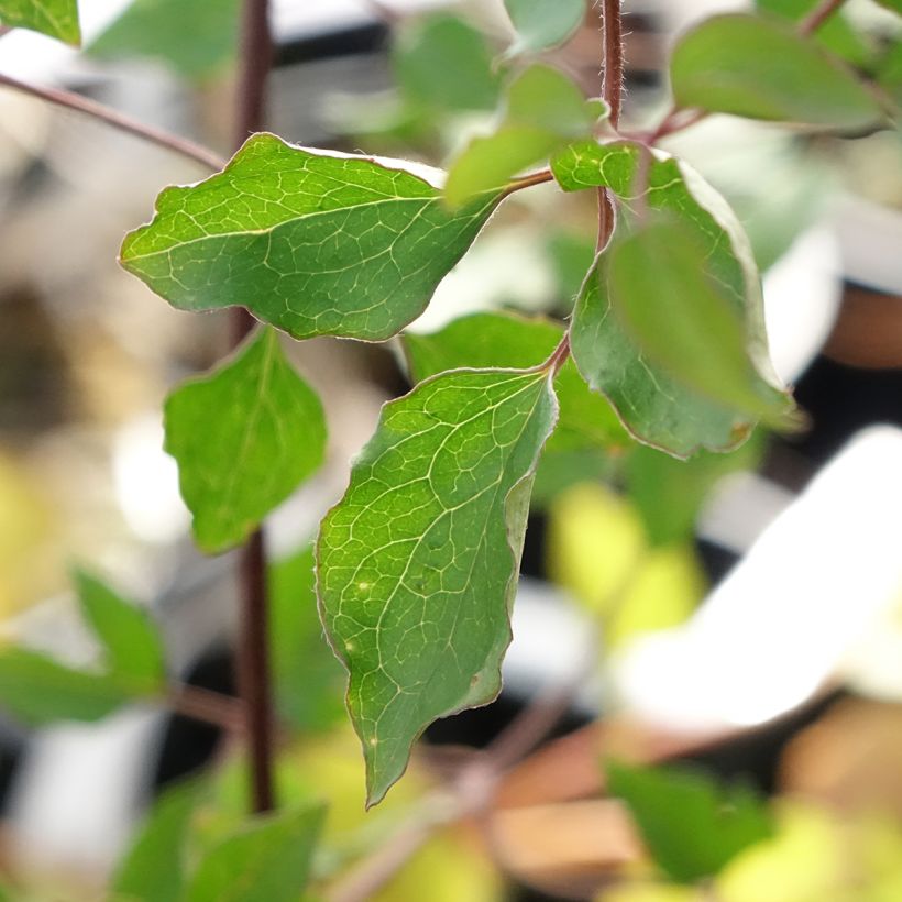 Clématite - Clematis texensis Notre-Dame de Paris (Foliage)