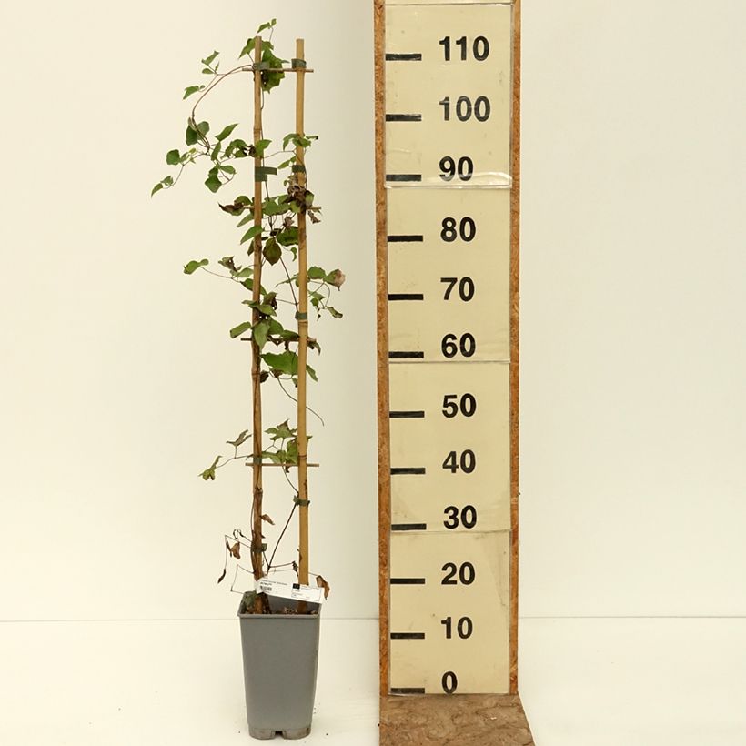 Example of Clématite - Clematis texensis Notre-Dame de Paris Pot de 3L/4L as you get in ete