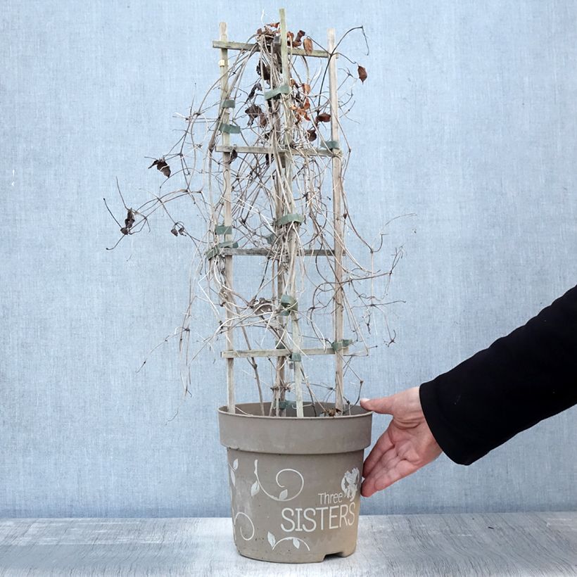 Example of Clématite - Clematis Three Sisters tricolore Pot de 6L/7L as you get in automne