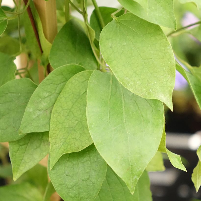 Clématite - Clematis Three Sisters trio rouge (Foliage)