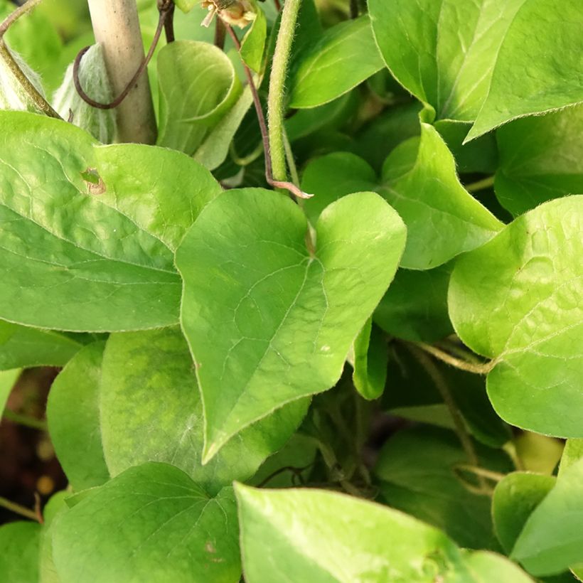 Clématite - Clematis Thyrislund (Foliage)