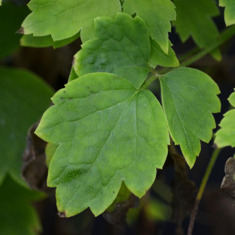 Clématite - Clematis trichotoma (Foliage)
