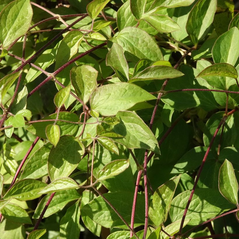 Clématite - Clematis viticella Aotearoa (Foliage)