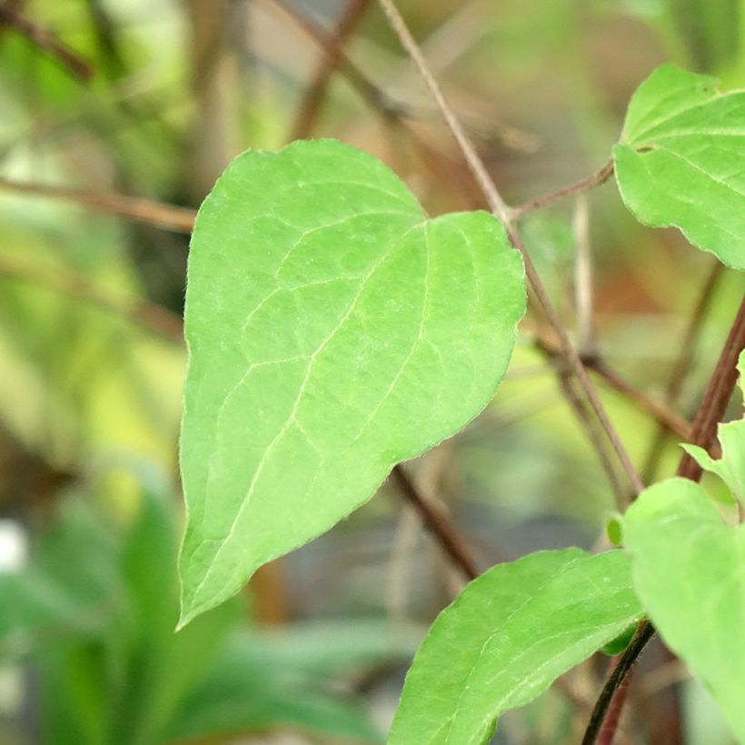 Clématite - Clematis Warszawska Nike (Foliage)
