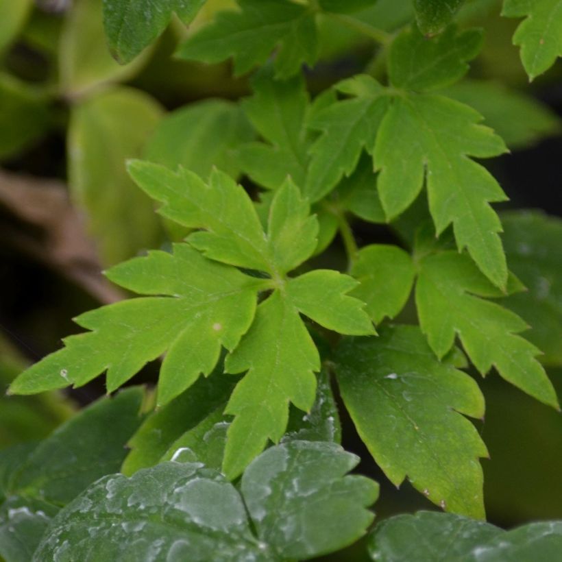 Clématite - Clematis Country Rose (Foliage)