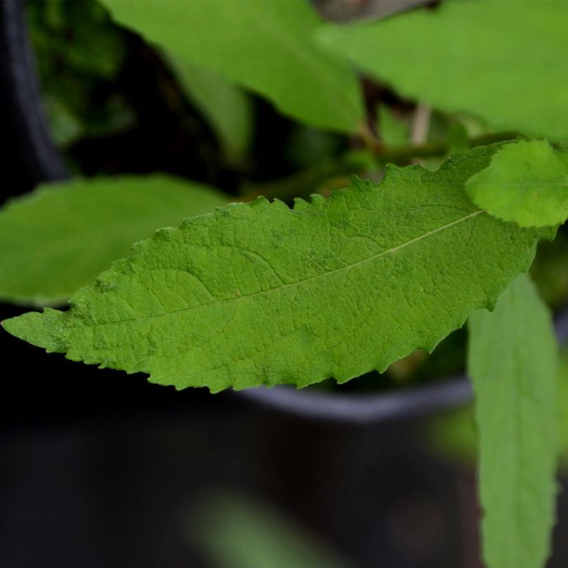 Clématite - Clematis Dancing Smile (Foliage)