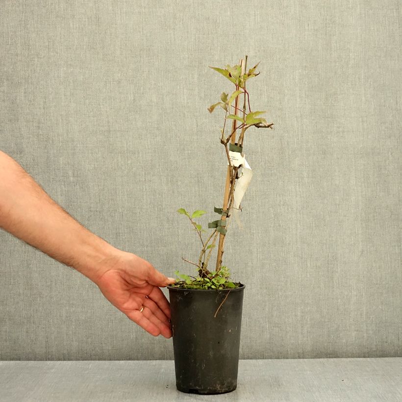 Example of Clématite des montagnes - Clematis montana Fragrant Spring Pot de 1,5L/2L as you get in ete