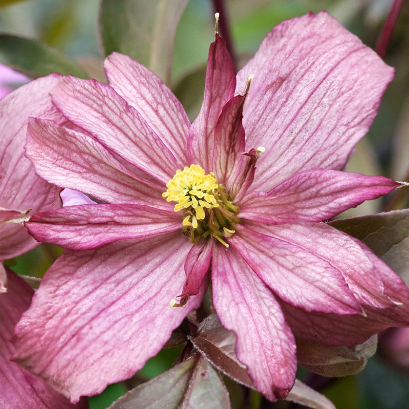 Clématite des montagnes - Clematis montana Sunrise (Flowering)