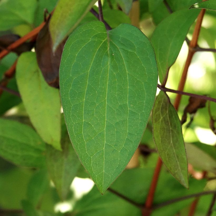 Clématite Etoile De Malicorne (Foliage)