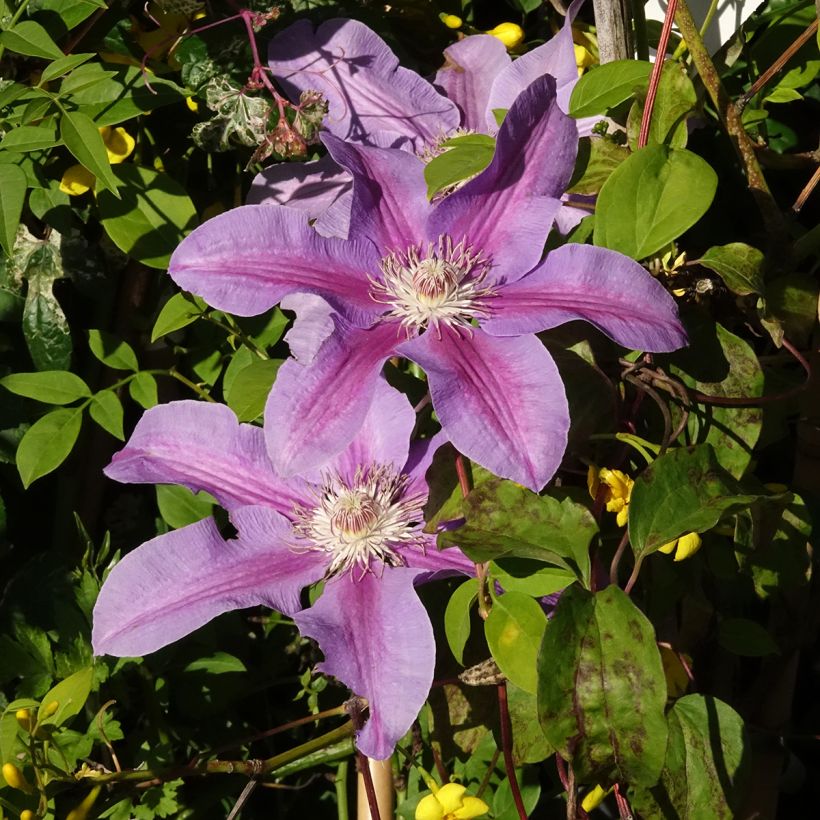 Clématite Etoile De Malicorne (Flowering)