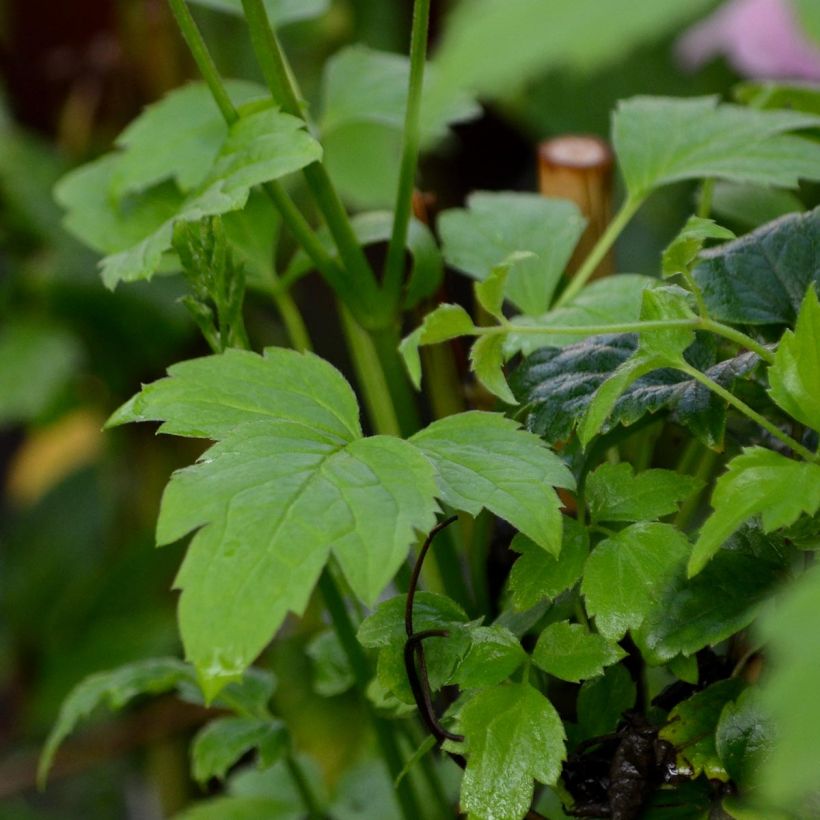 Clématite - Clematis fargesii Summersnow (Foliage)