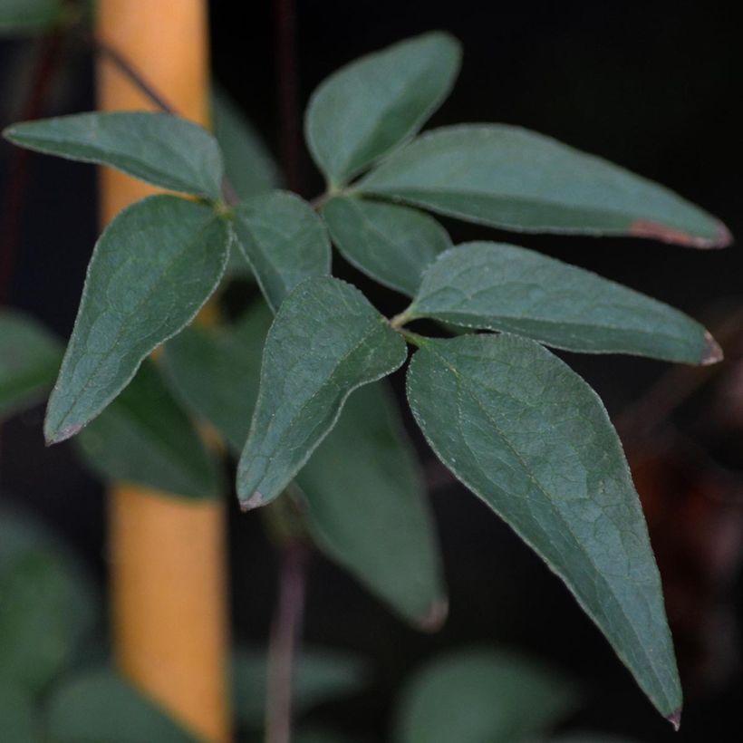 Clématite - Clematis florida Alba Plena (Foliage)