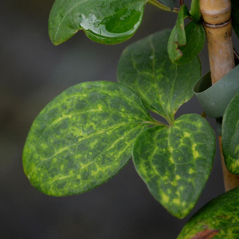 Clématite - Clematis Hanagurama (Foliage)