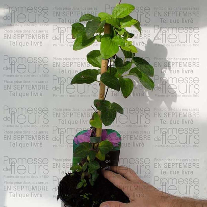 Example of Clématite - Clematis Hanagurama Pot de 2L/3L as you get