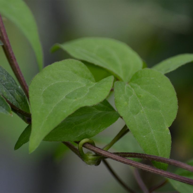 Clématite - Clematis Hendryetta (Foliage)