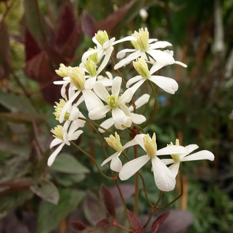 Clématite Herbacée Recta Purpurea (Flowering)
