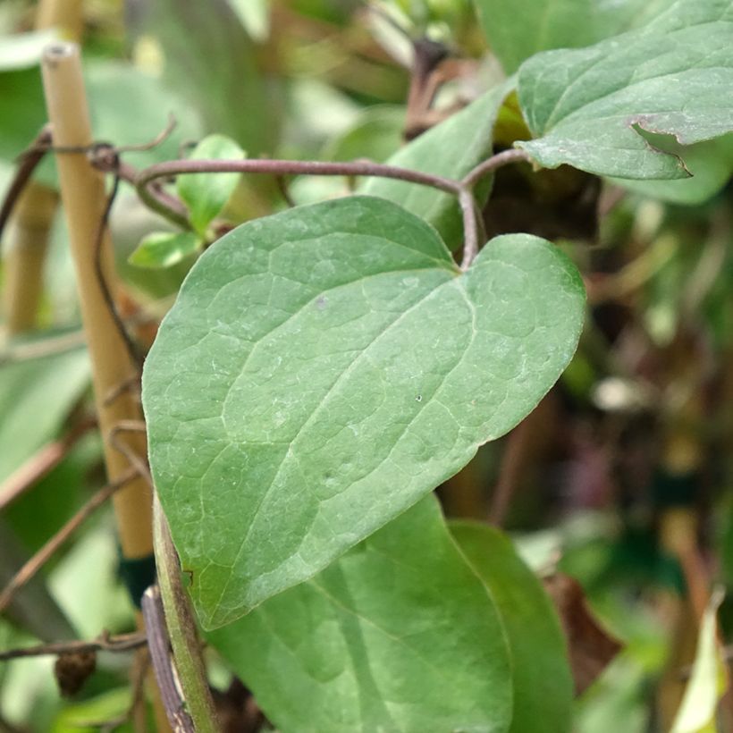 Clématite Honora (Foliage)