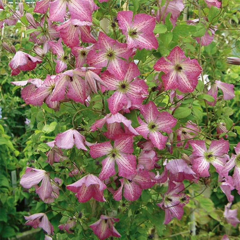Clématite - Clematis I am Happy (Flowering)