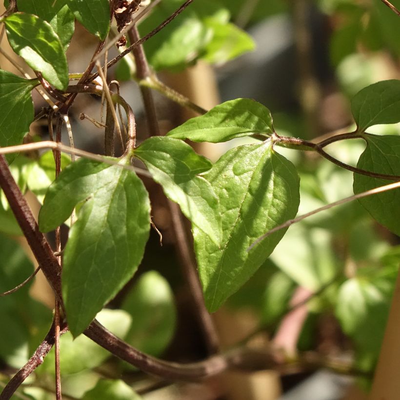 Clématite italienne - Clematis viticella Walemburg (Foliage)