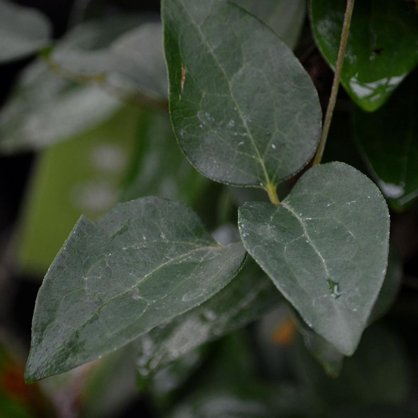 Clématite - Clematis Ivan Olsson (Foliage)