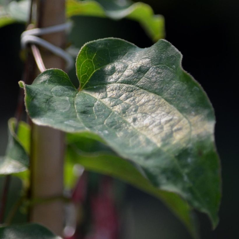 Clématite - Clematis Kaen (Foliage)