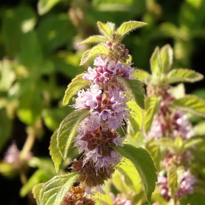 Clématite macropetala (Flowering)