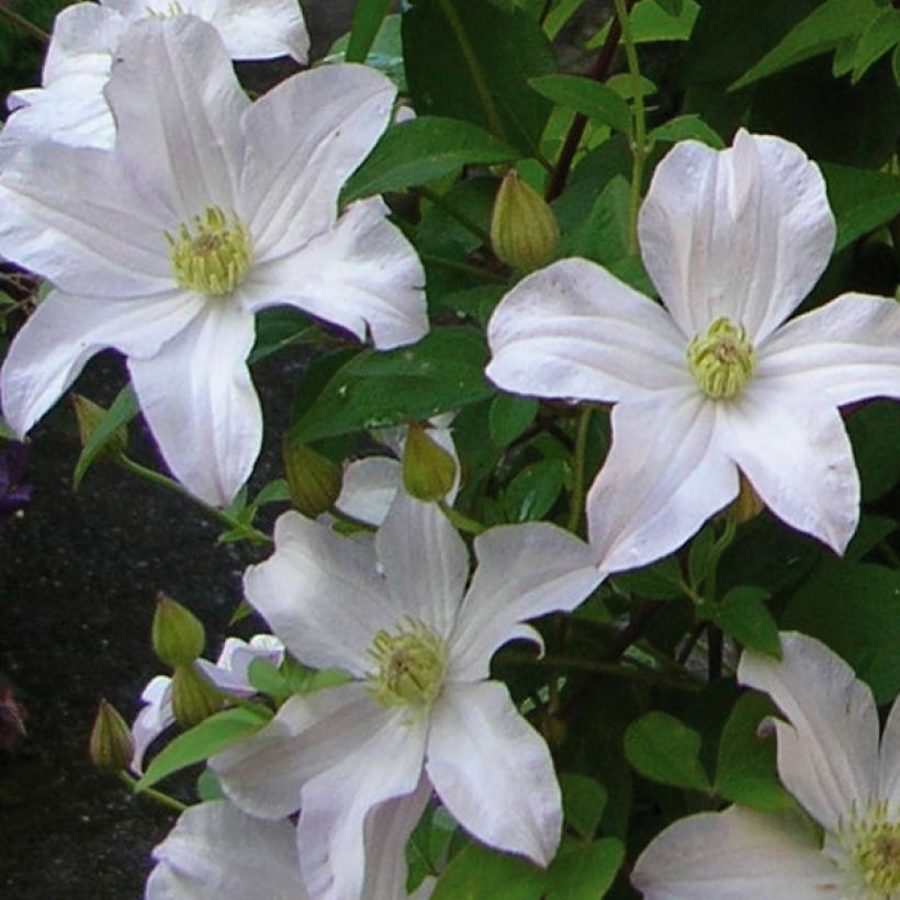 Clématite Mme Lecoultre (Flowering)