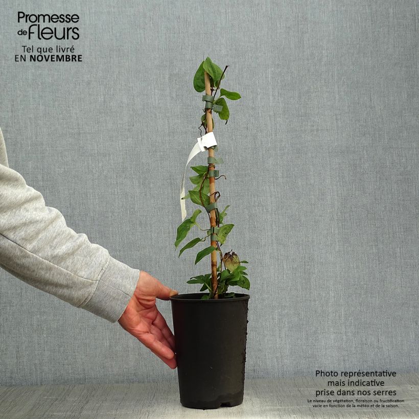 Example of Clématite Mme Lecoultre Pot de 1,5L/2L as you get in automne