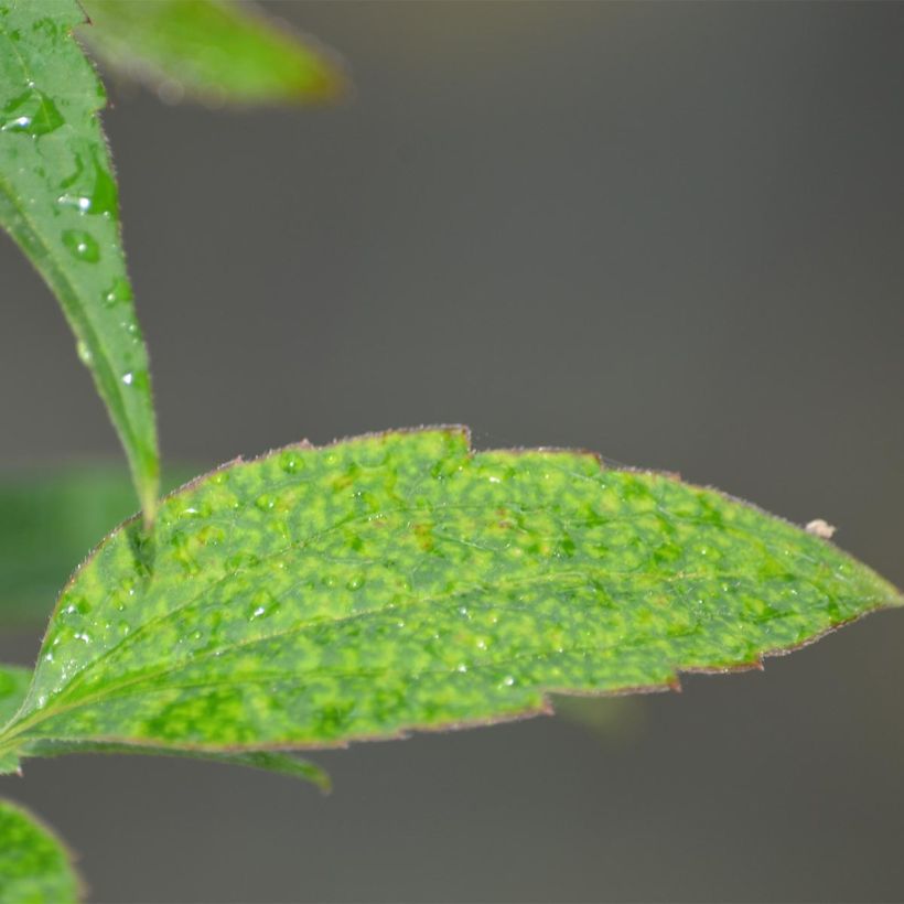 Clématite - Clematis montana Broughton Star (Foliage)