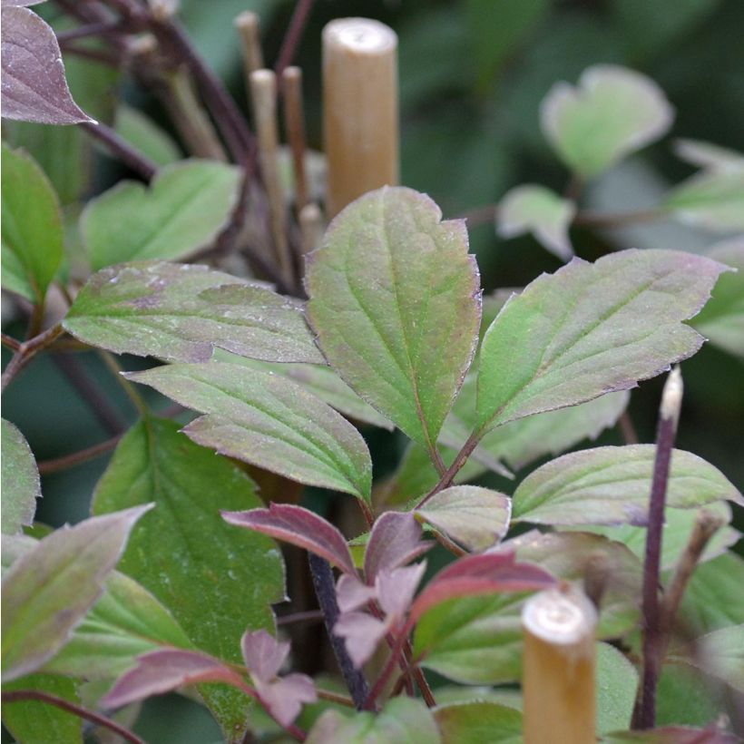 Clématite - Clematis montana Rosebud (Foliage)