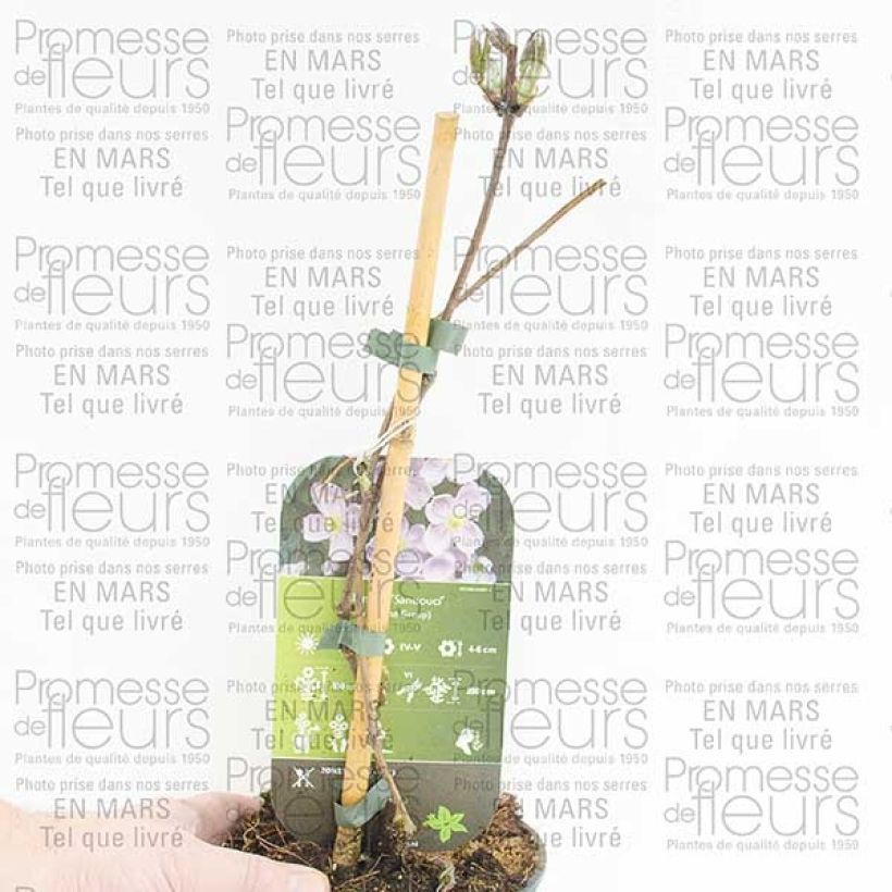 Example of Clématite - Clematis montana Sans Soucis Pot de 2L/3L as you get