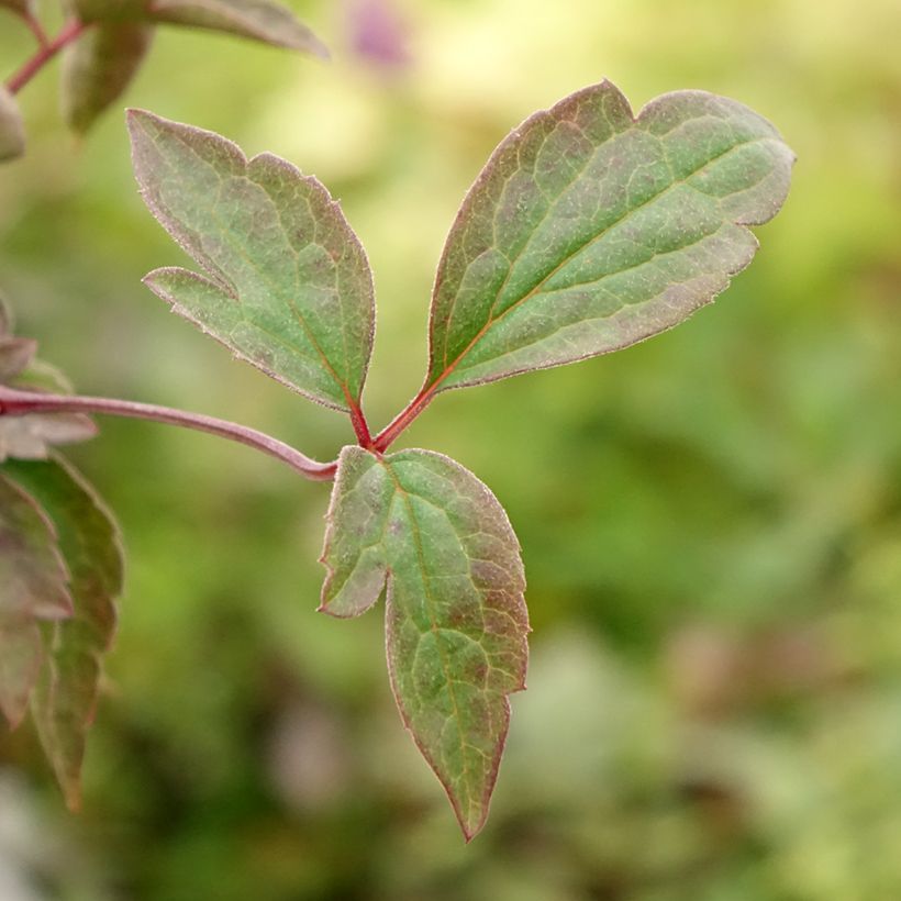 Clématite montana Starlet White Perfume (Foliage)
