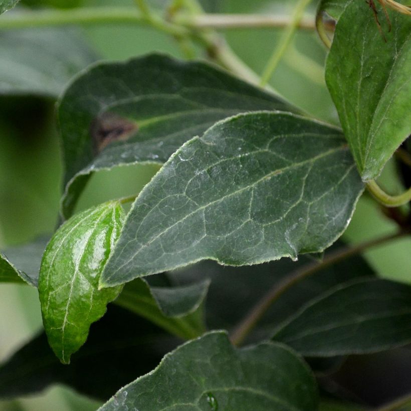 Clématite - Clematis Omoshiro (Foliage)