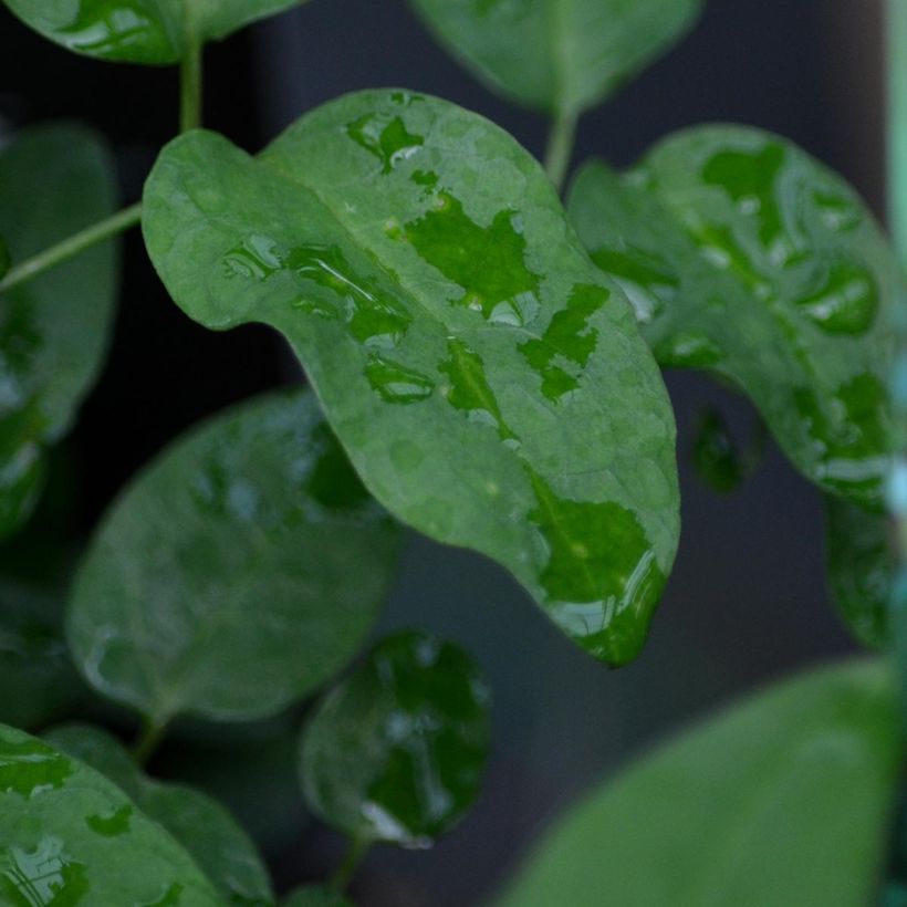 Clématite - Clematis pitcheri (Foliage)