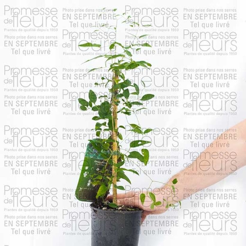 Example of Clématite - Clematis pitcheri Pot de 2L/3L as you get