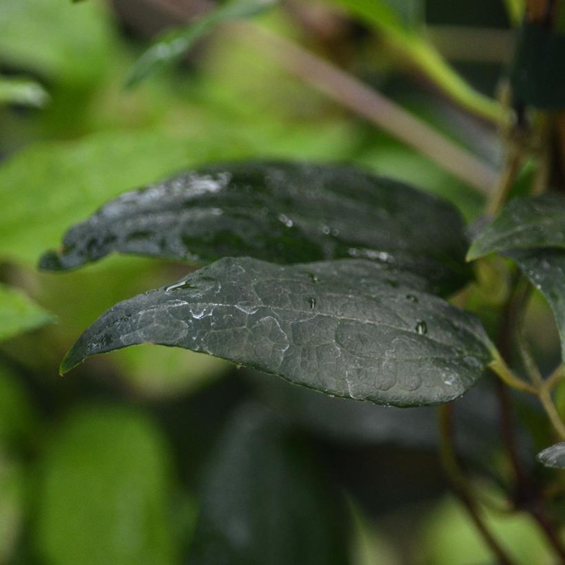 Clématite - Clematis Proteus (Foliage)