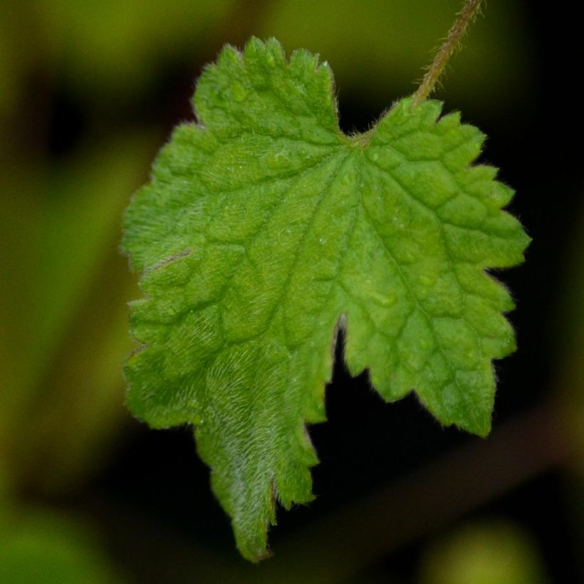 Clématite - Clematis rehderiana (Foliage)